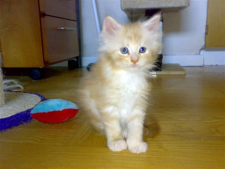 Maine Coon Disney billede 9