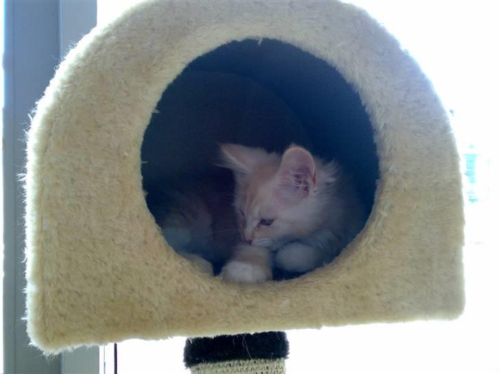 Maine Coon Disney billede 10