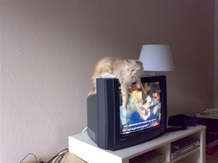 Maine Coon Disney billede 11