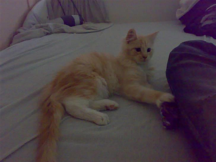 Maine Coon Disney billede 12