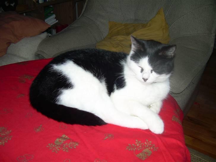 Huskat Ronja - Her er jeg igen..!! Jeg ve godt jeg er lækker.. =b På jule borderet til juleaften ! De nænede ikk tage mig ned.. =) billede 19