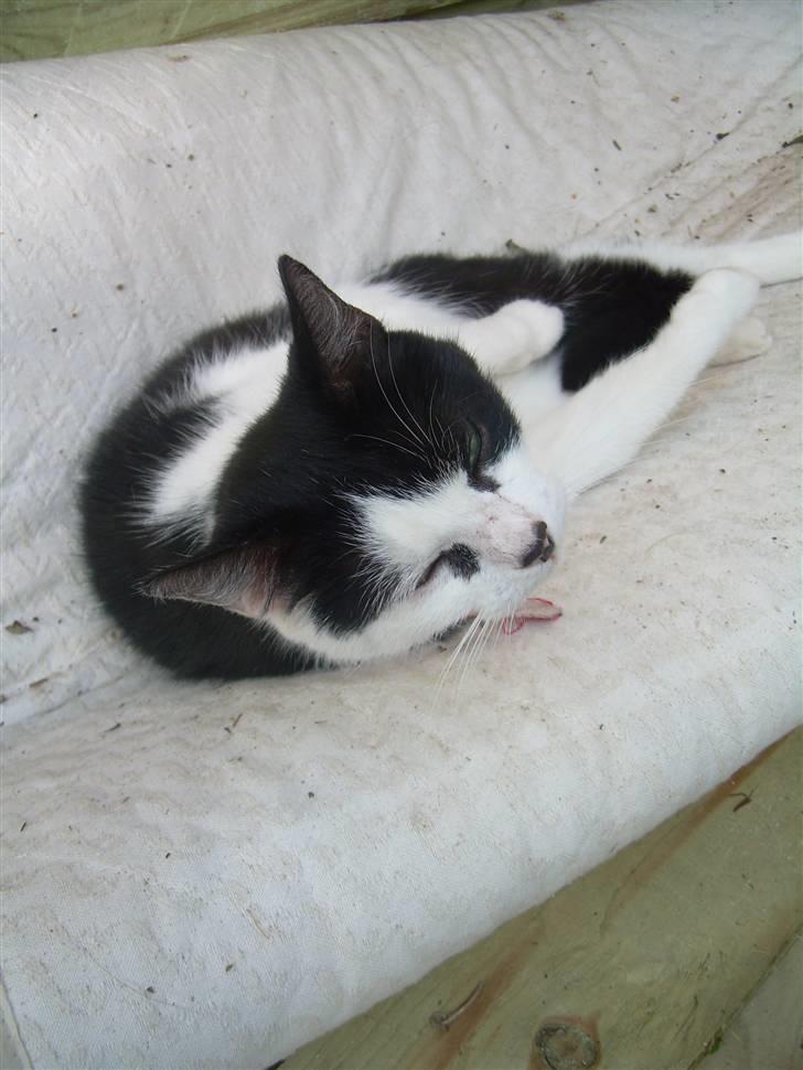 Huskat Ronja - Vi ses.. Hej hej.. Håber du nød det..! ;D  billede 20