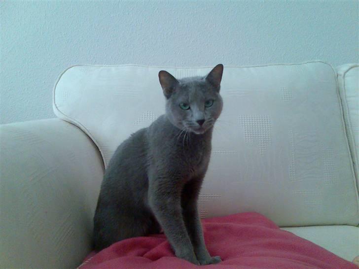 Russian Blue Shiva billede 1