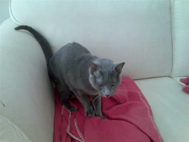 Russian Blue Shiva billede 2