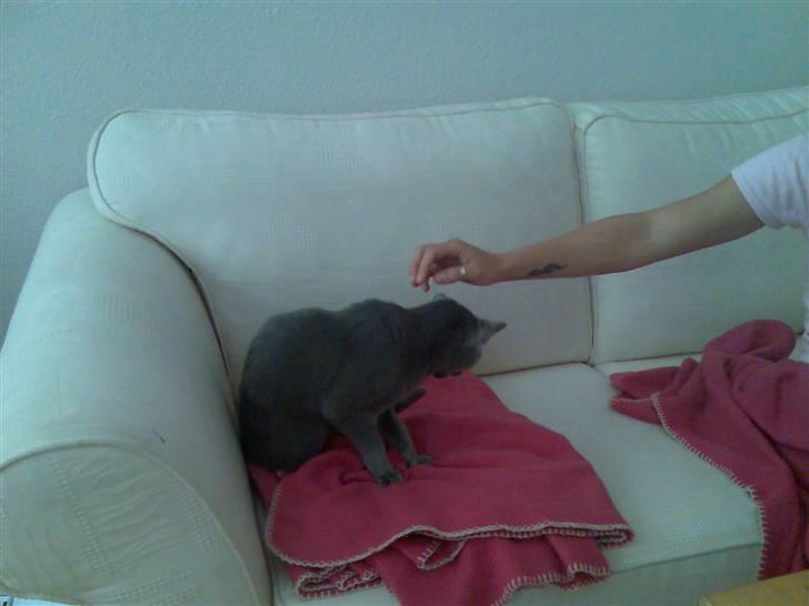 Russian Blue Shiva billede 3