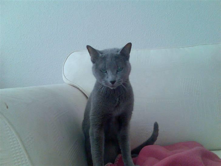 Russian Blue Shiva billede 4
