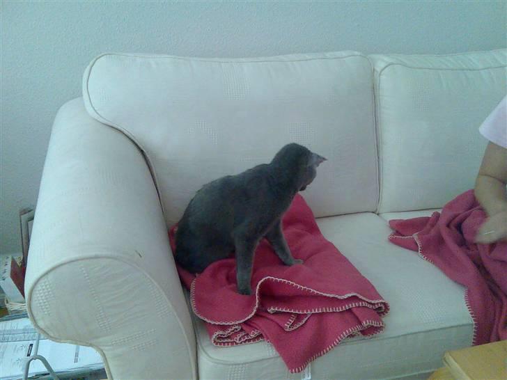 Russian Blue Shiva billede 5