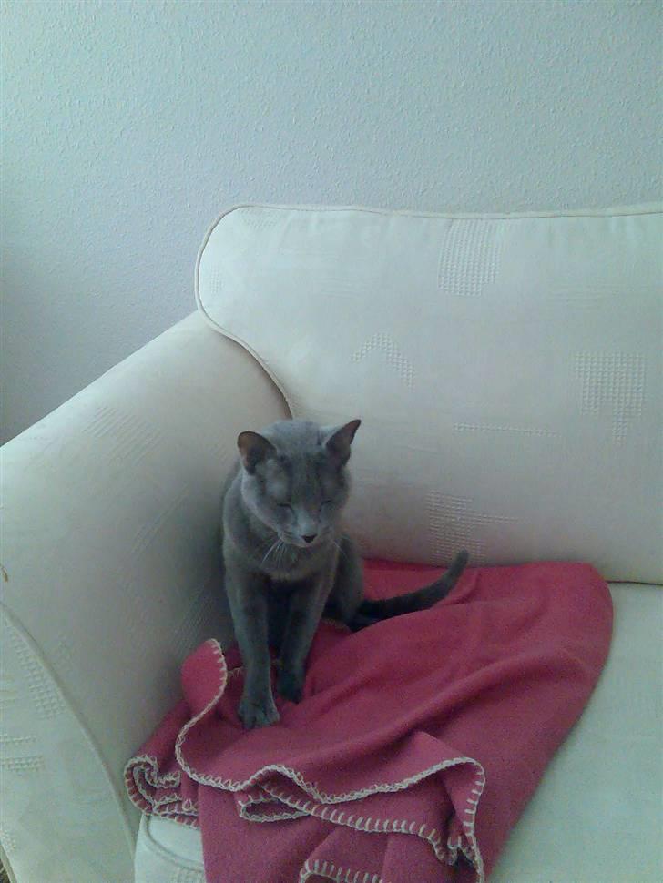 Russian Blue Shiva billede 6