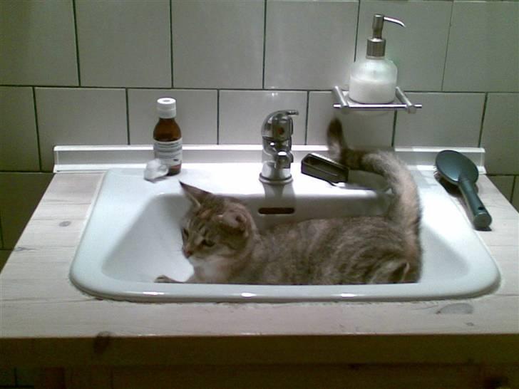 Huskat Kisser - kisser på vagt i håndvasken.. billede 1