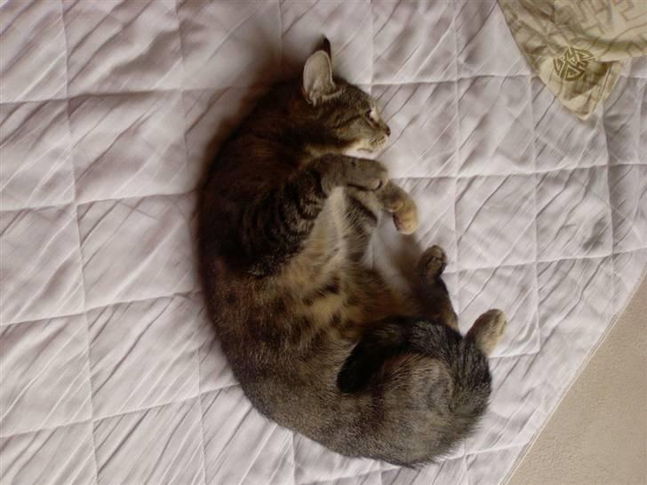 Huskat Kisser - og igen igen.. billede 2