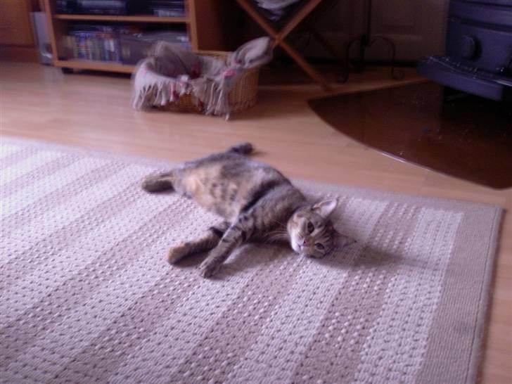 Huskat Kisser - ahh dejligt varmt foran brændeovnen.. billede 3