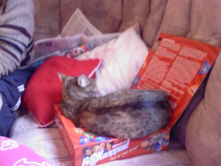 Huskat Kisser - det er sgu lidt som om at den her kasse er en smule lille.. billede 4