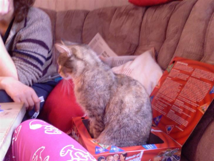 Huskat Kisser - det er godt nok spændende. billede 5