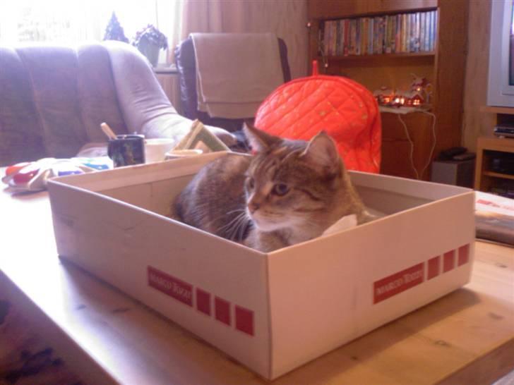 Huskat Kisser - den her kasse passer vist lidt bedre..hehe billede 6