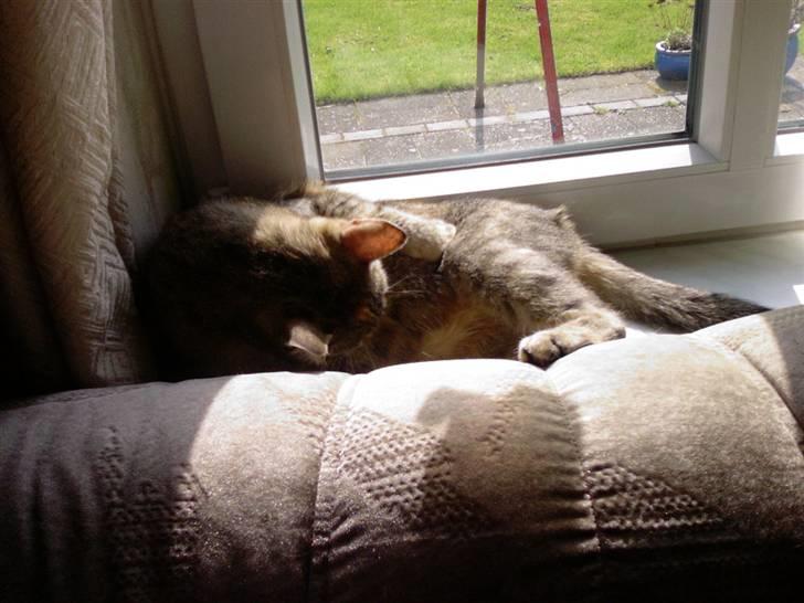 Huskat Kisser - dejlig sol gennem vinduet og så ligger jeg jo også lig på radiatoren billede 8