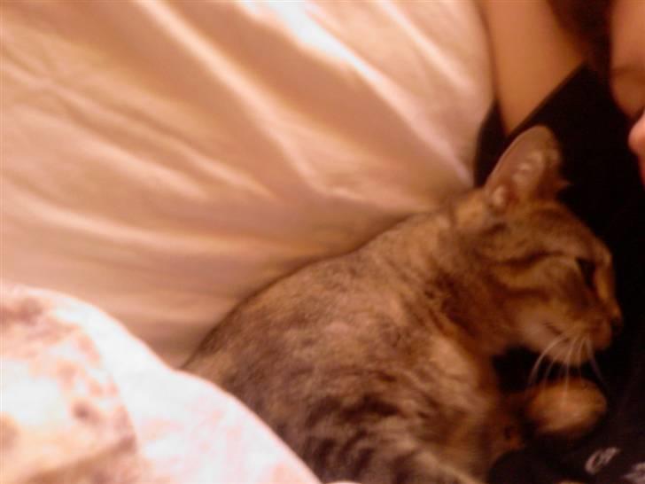 Huskat Kisser - hov der er jeg vist lig kommet under dynen bar sådan for engangs skyld.. altså slet ikk fordi det sker tit altså..hehe billede 9