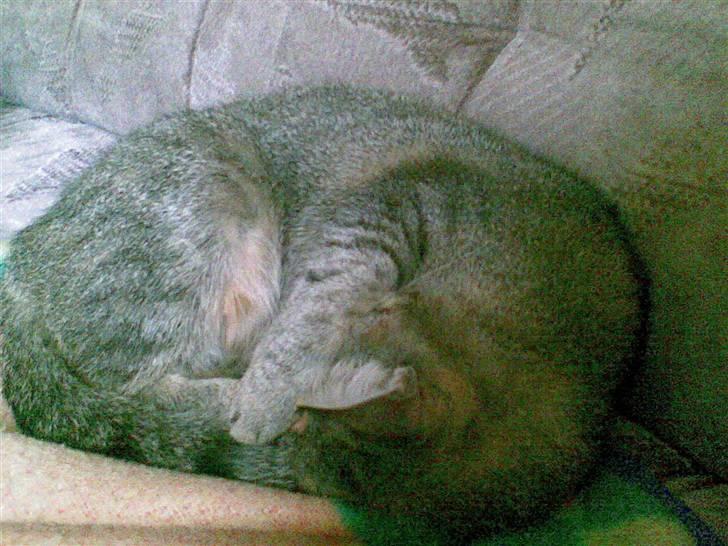 Huskat Kisser - ihh jeg sover altså.. billede 10