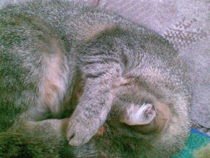 Huskat Kisser - nu kan i ikk se mig..haha billede 11