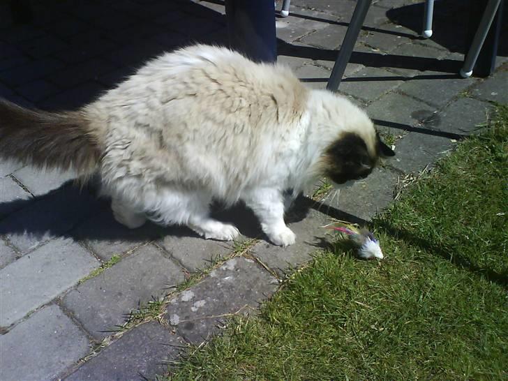 Ragdoll Mads  billede 18