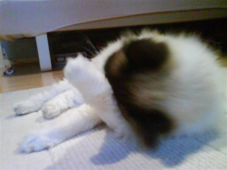 Ragdoll Mads  billede 19