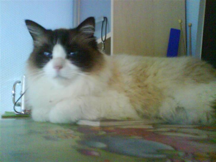 Ragdoll Mads  billede 20