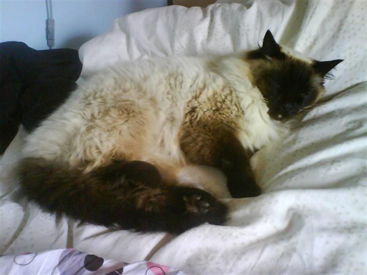 Ragdoll Mikkel billede 19