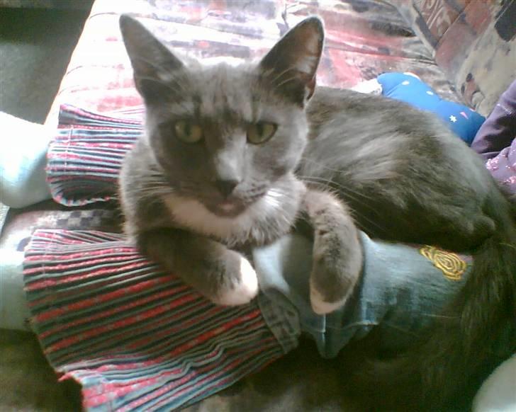 Huskat futte (( R.I.P )) :´( billede 1