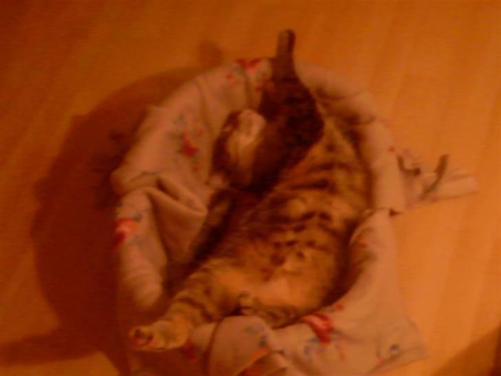 Huskat Kisser - i min kurv.. billede 12