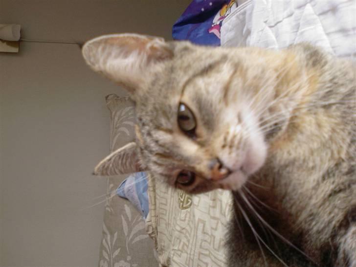 Huskat Kisser - mit smykke hoved.. billede 13