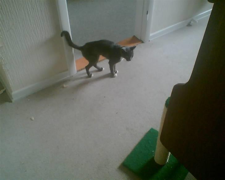 Huskat futte (( R.I.P )) :´( billede 3