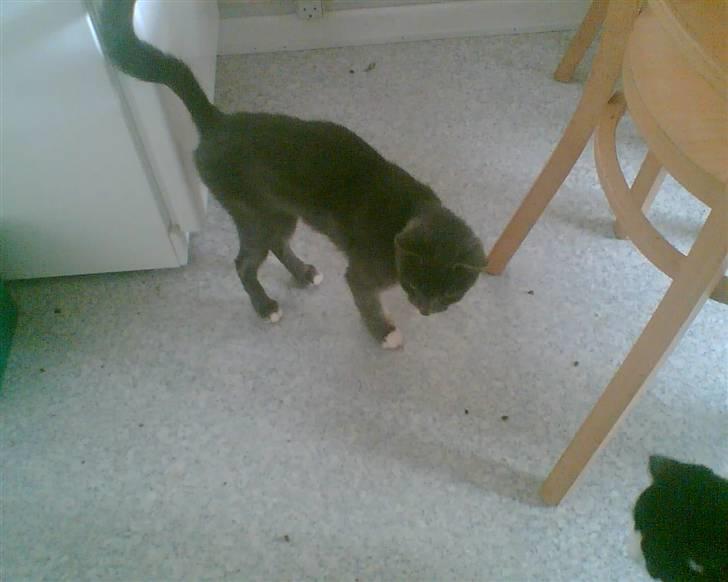 Huskat futte (( R.I.P )) :´( billede 4