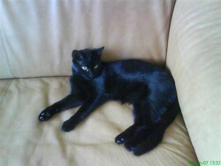 Huskat kahlua - blev da lidt træt... billede 14