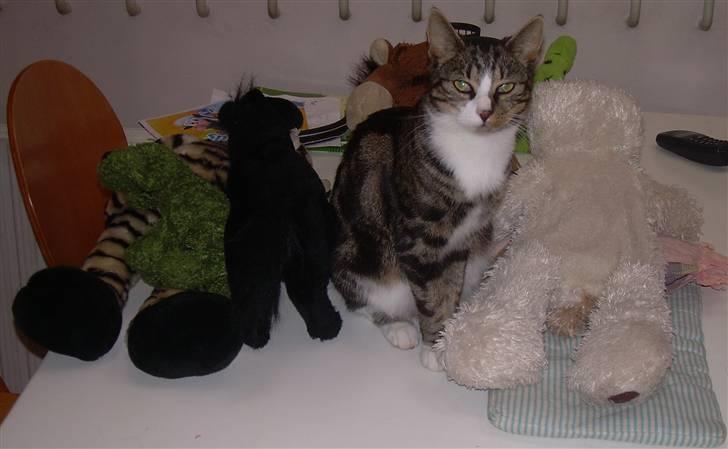 Huskat Freja  - BAMSER! billede 20