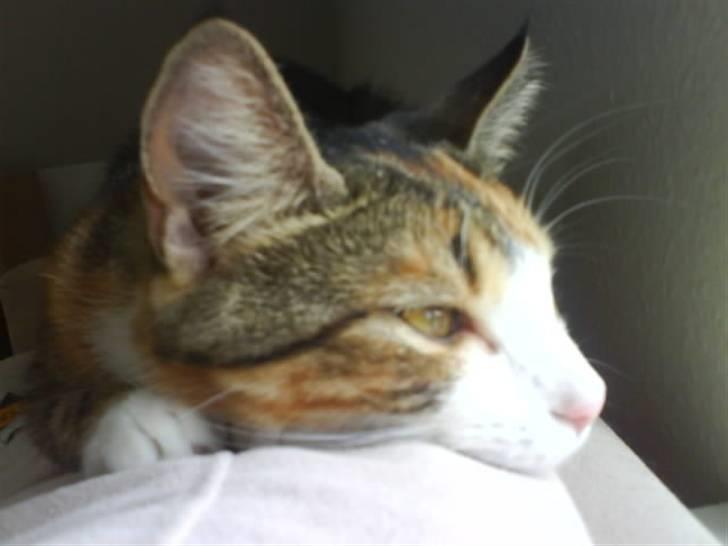 Huskat Tuna billede 6