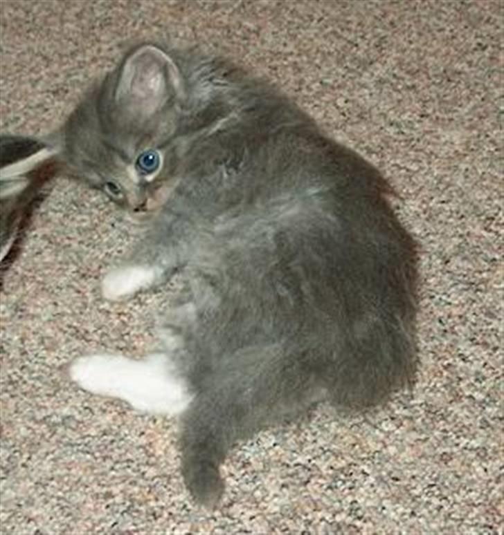 Norsk Skovkat Ronja - Nye billeder af lille Ronja, nøj hvor er hun lille og lækker. billede 2