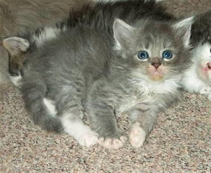 Norsk Skovkat Ronja - Hun er da bare den yndigste lille pige.. billede 3