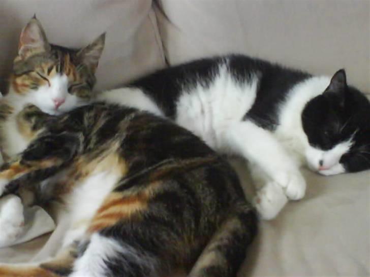 Huskat Tulle - Putter lig med min lillesøster, Tuna billede 2