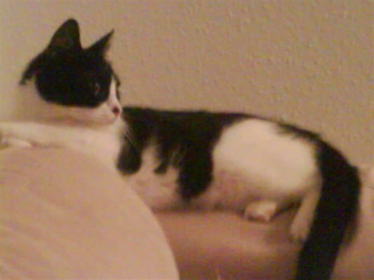 Huskat Tulle billede 3