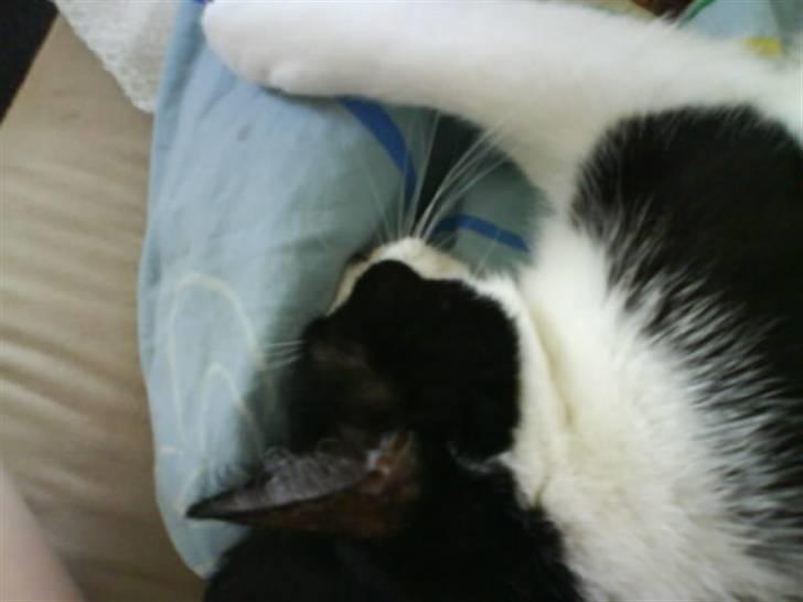 Huskat Tulle billede 4