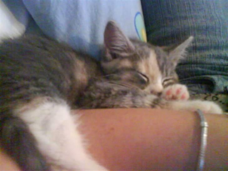 Huskat Tazi - Er lig gået kold over mors arm. billede 1