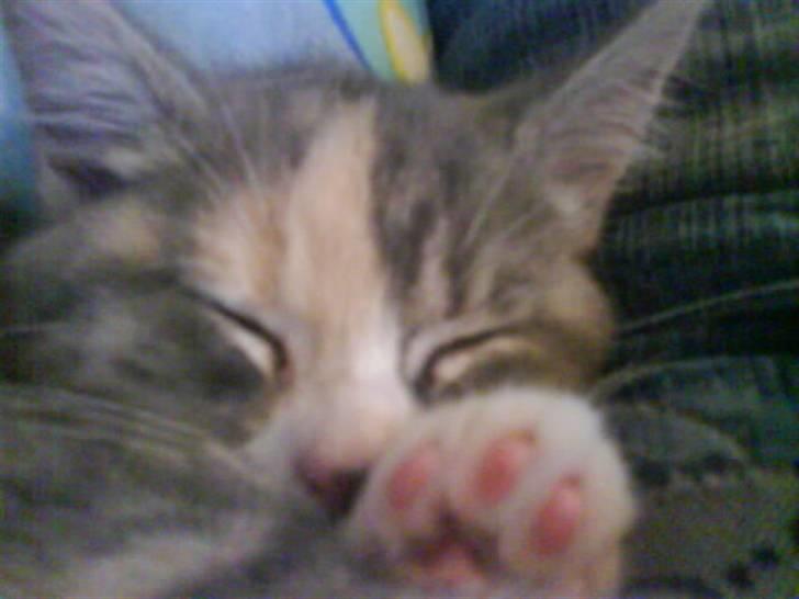 Huskat Tazi billede 2