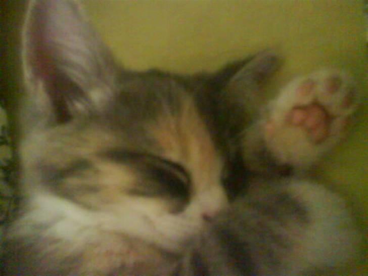 Huskat Tazi billede 3