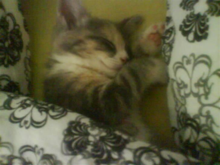 Huskat Tazi - Har lig taget lidt dyne på og sover mellem mor og far. billede 4