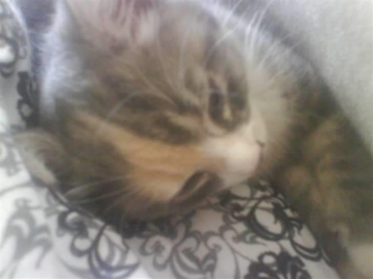 Huskat Tazi billede 5