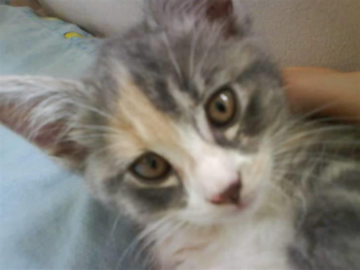 Huskat Tazi - Seee er jeg ikk sød? billede 6