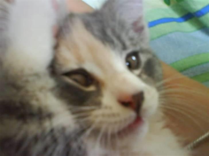 Huskat Tazi - Gider ikk høre på jer. billede 7