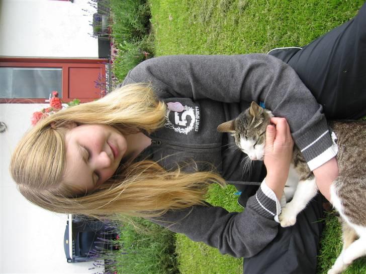 Blanding af racer Sille - Har ligger sille på mit ben den er meget kæle billede 16