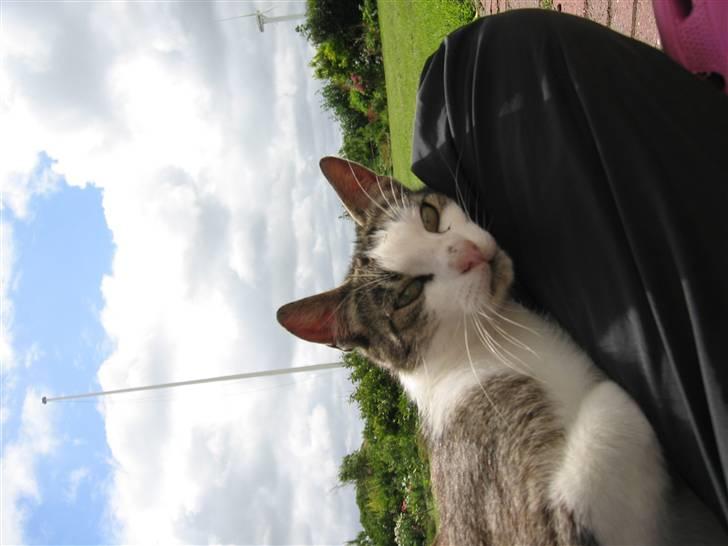 Blanding af racer Sille - Har ligger den på mit ben stille og rolig billede 17