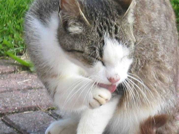 Blanding af racer Sille - Her er Sille ved at gøre sig rent billede 18