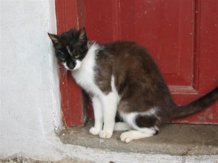 Blanding af racer Nusser - Nusser der er ved min dør billede 11